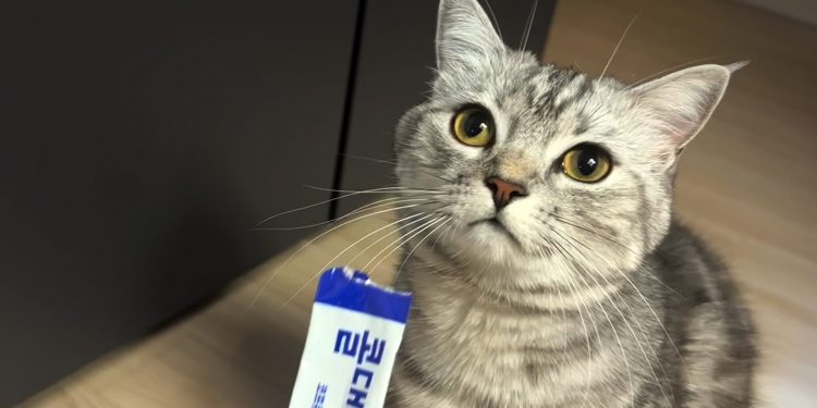 츄르는 사랑