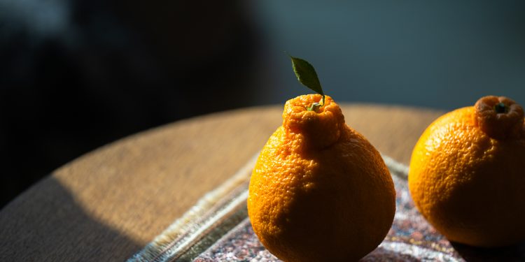 달고 쓴 한라봉