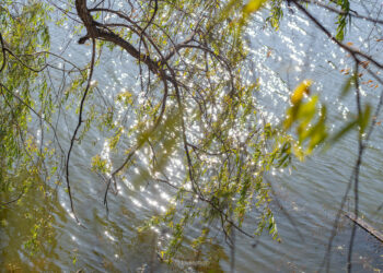 공간을 채우는 날개짓