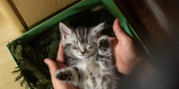 우리집 고양이 조이